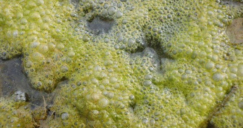 algue reduces brine pollution