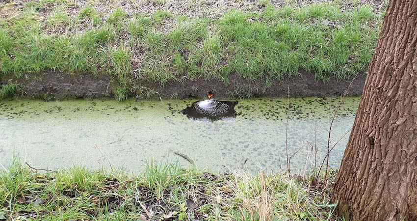 Belgium referred to Court for insufficient action on nitrate pollution